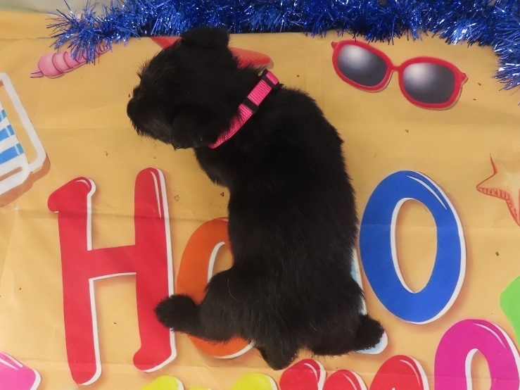 Nikki 5wk 5