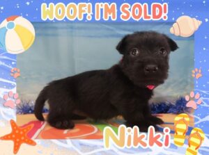 Home 4 Nikki 5wk FT 3