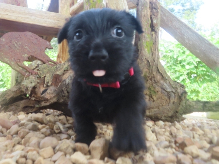 Nikki 6wk 1