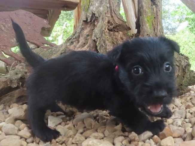 Nikki 6wk 2