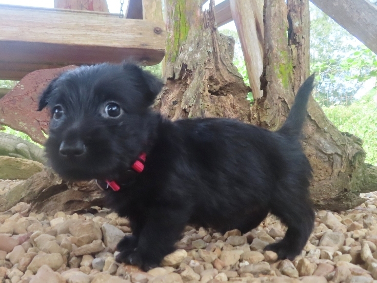Nikki 6wk 4