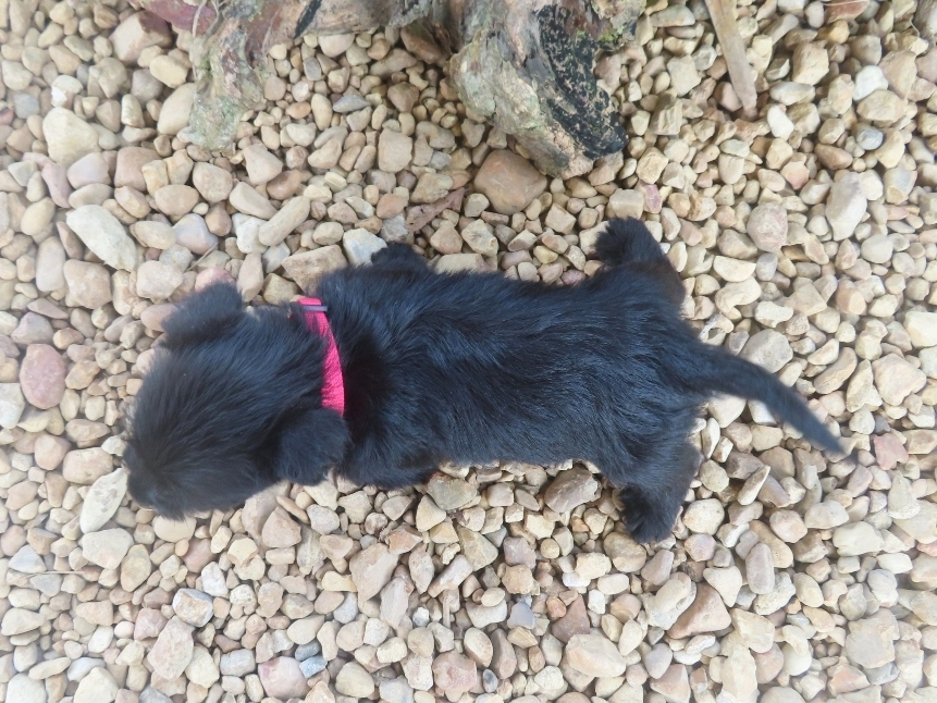 Nikki 6wk 6
