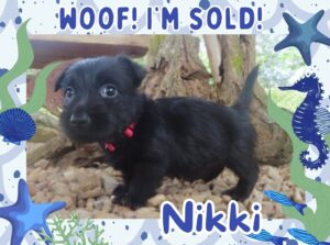 Nikki 6wk FT 3