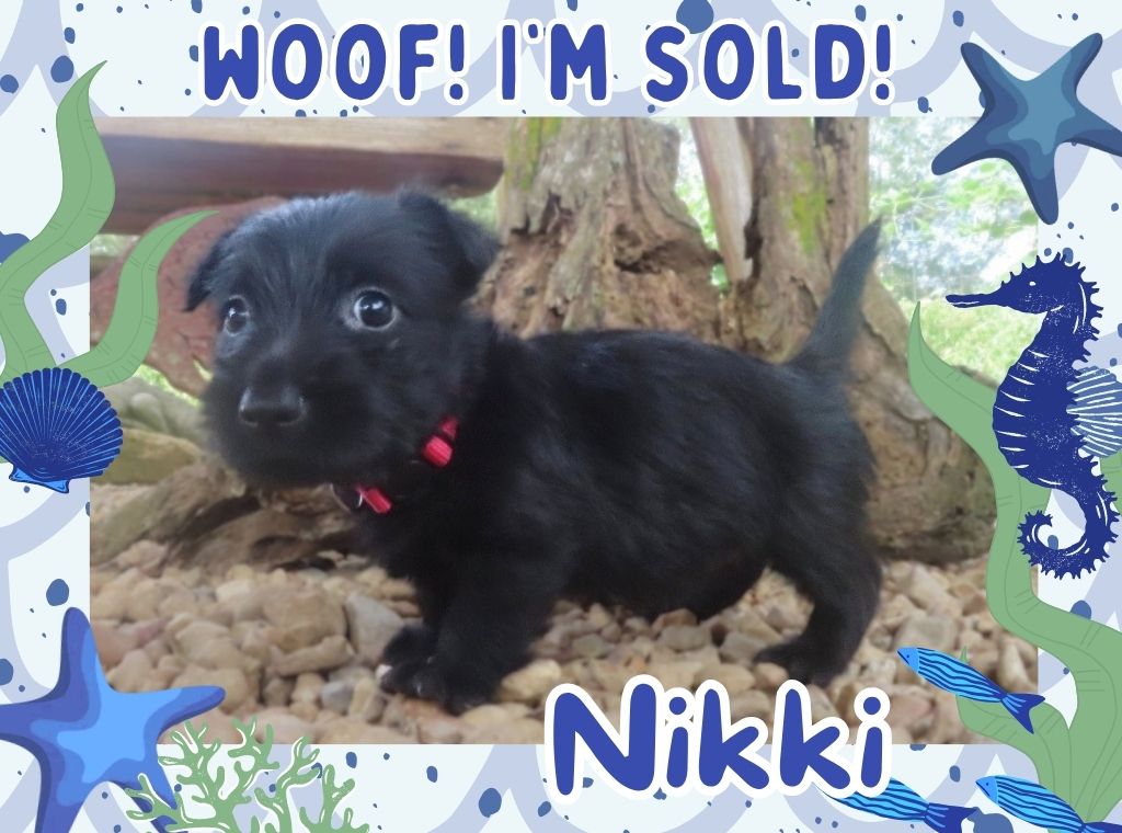 Nikki 6wk FT 3