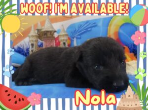 Nola 3wk FT