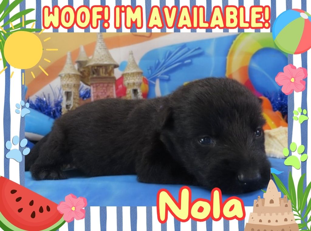 Nola 3wk FT
