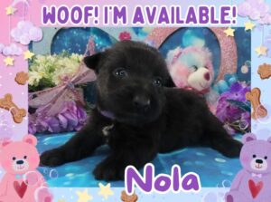 Nola 4wk FT