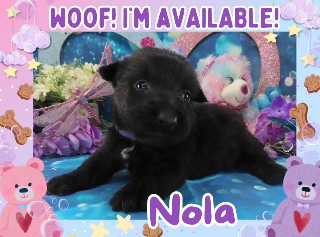 Nola 4wk FT