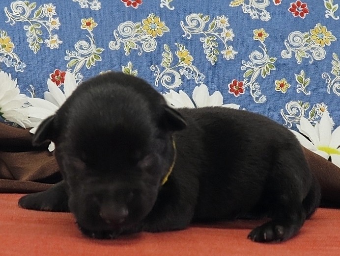 Nova 1wk 2