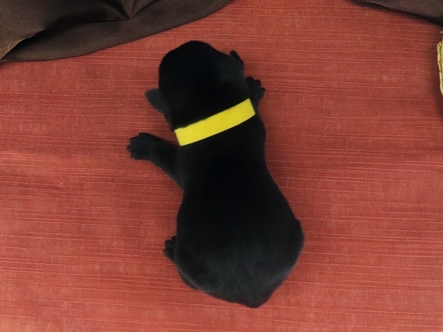 Nova 1wk 5