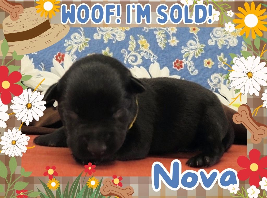 Nova 1wk FT 3