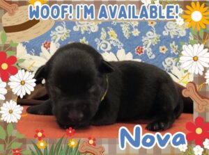 Home 6 Nova 1wk FT