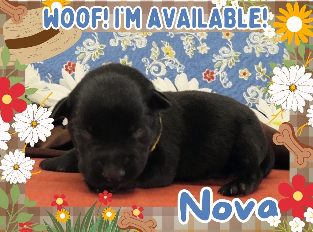 Nova 1wk FT