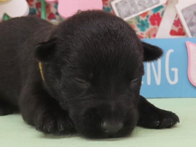 Nova 2wk 1