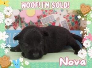 Nova 2wk FT 3