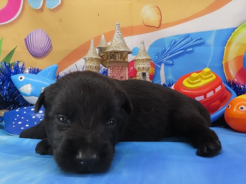 Nova 3wk 2