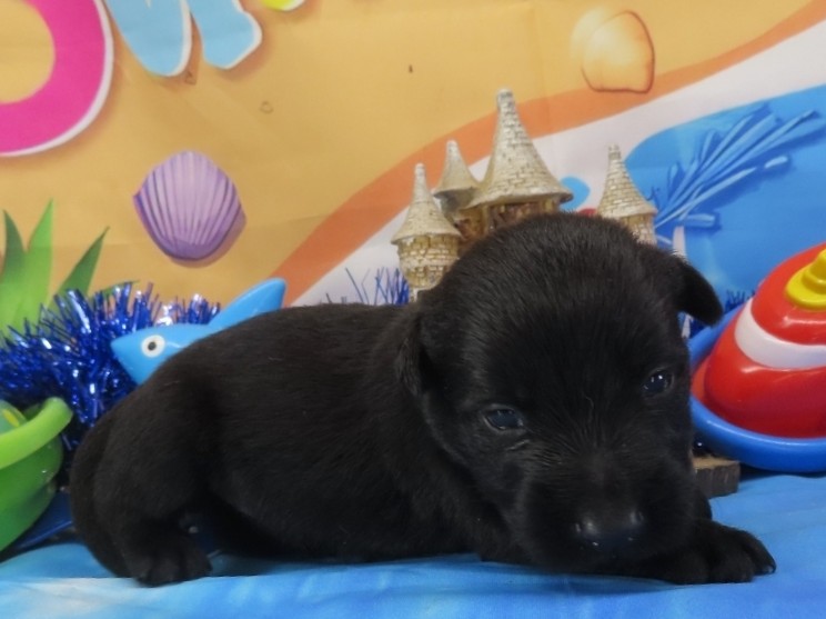 Nova 3wk 3