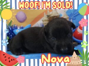 Nova 3wk FT 3