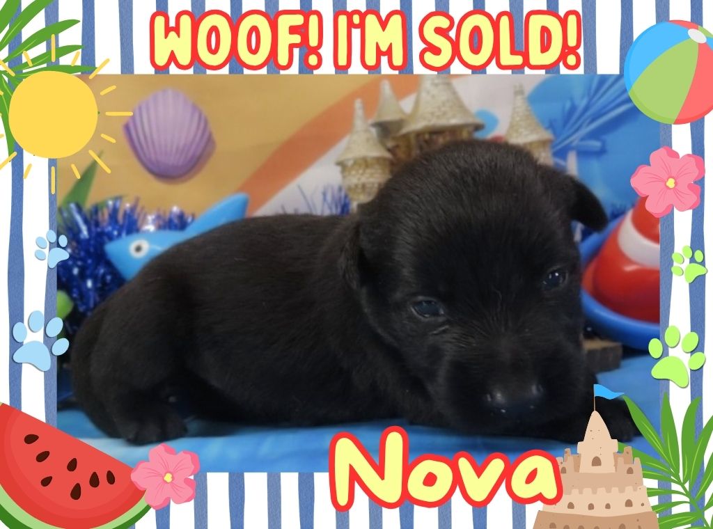 Nova 3wk FT 3