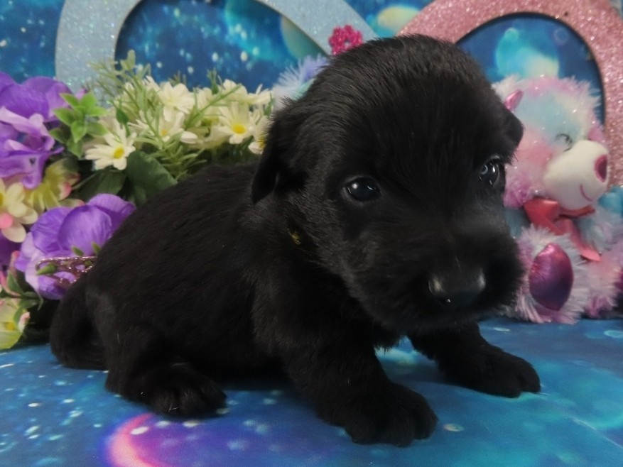 Nova 4wk 3