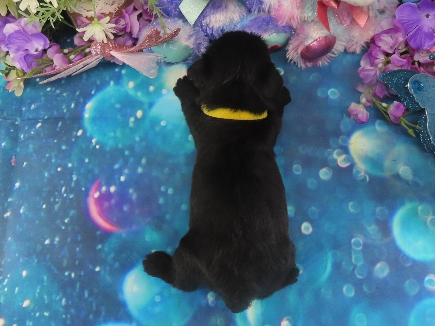 Nova 4wk 5