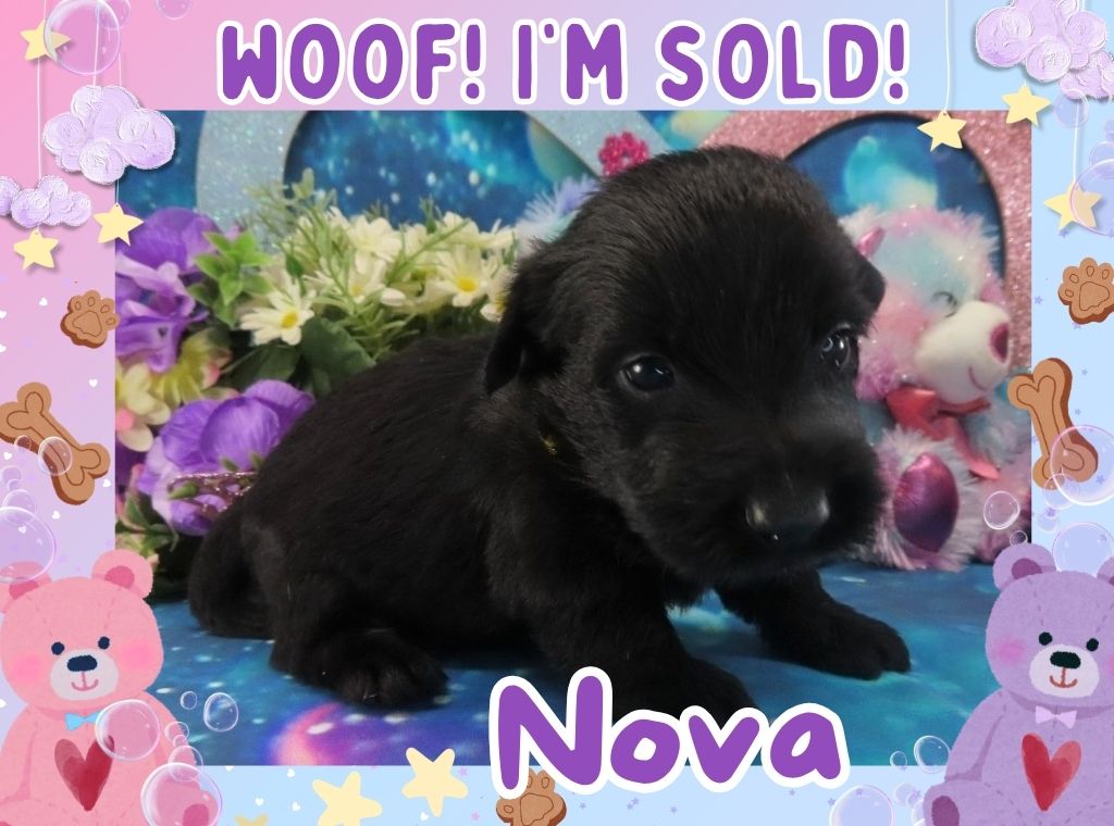Nova 4wk FT 3