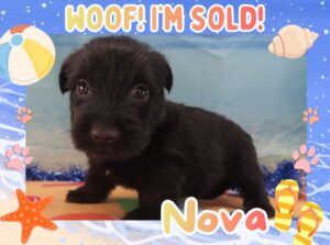 Home 5 Nova 5wk FT 3