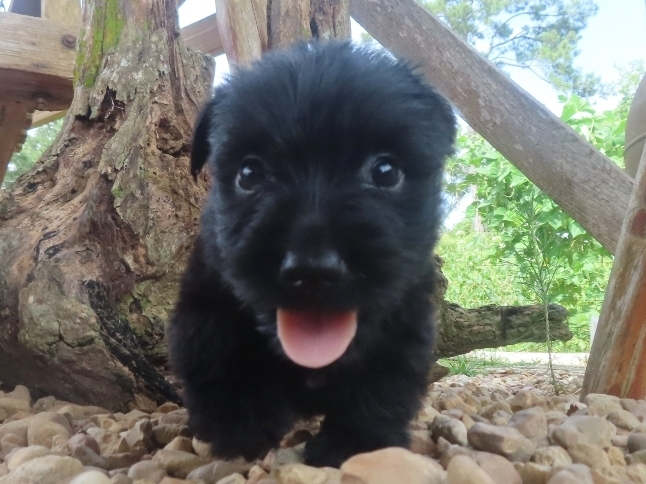 Nova 6wk 1