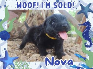Nova 6wk FT 3
