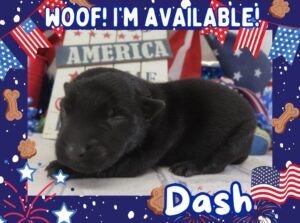 Dash 1wk FT