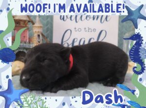 Home 5 Dash 2wk FT