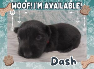 Home 8 Dash 3wk FT