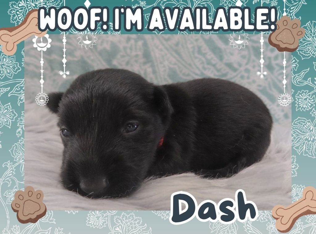 Dash 3wk FT
