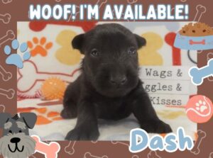 Home 8 Dash 4wk FT