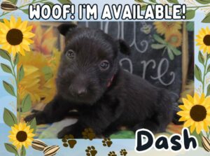 Home 8 Dash 5wk FT