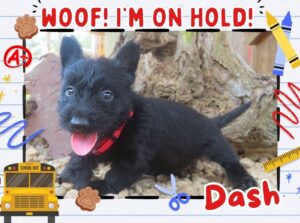 Home 8 Dash 6wk FT 2