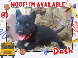Home 8 Dash 6wk FT