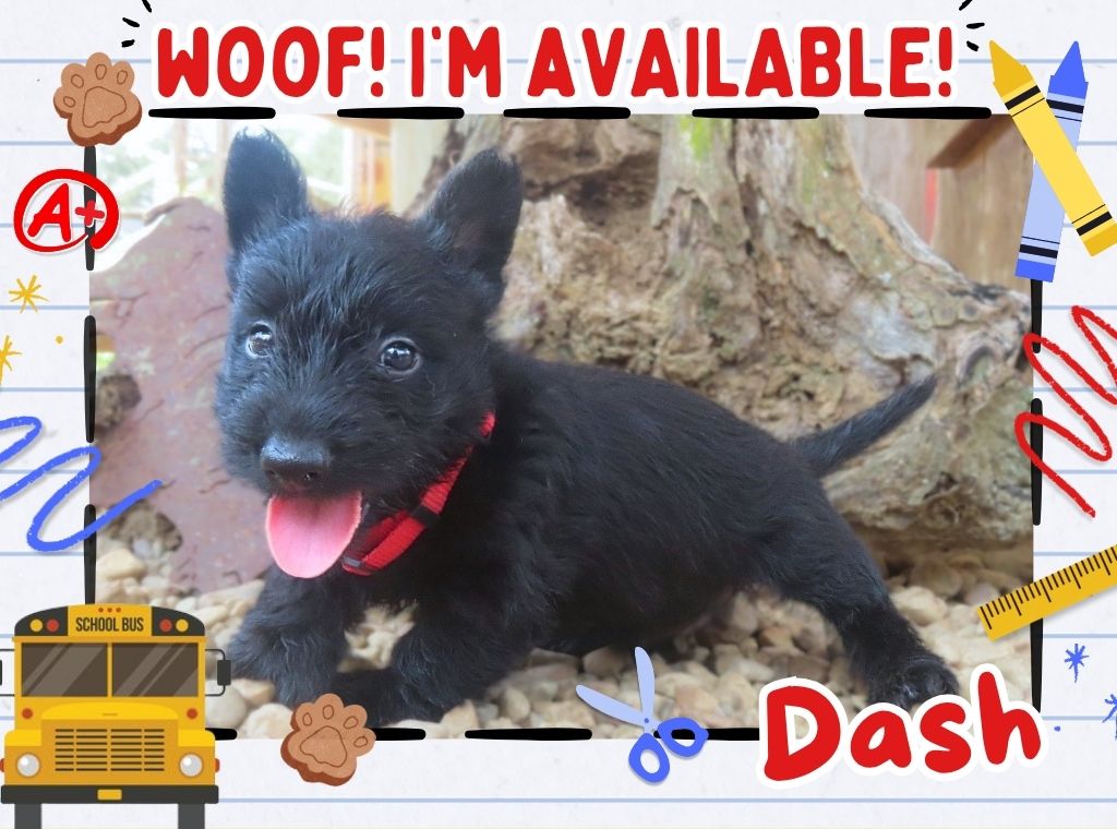 Dash 6wk FT