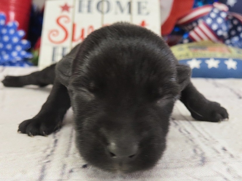 Dewdrop 1wk 1