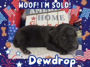 Home 2 Dewdrop 1wk FT 3