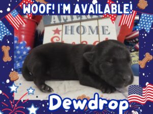 Dewdrop 1wk FT