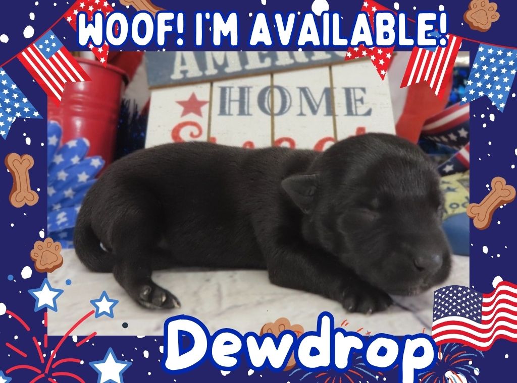 Dewdrop 1wk FT