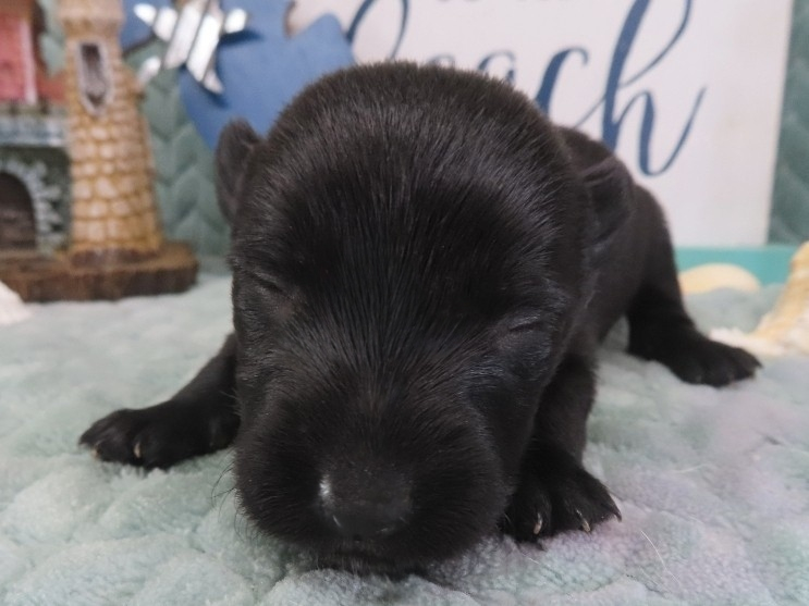 Dewdrop 2wk 1