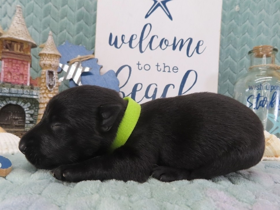 Dewdrop 2wk 2