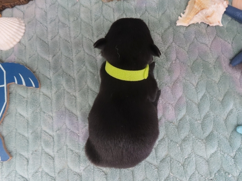 Dewdrop 2wk 4