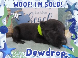 Home 2 Dewdrop 2wk FT 3