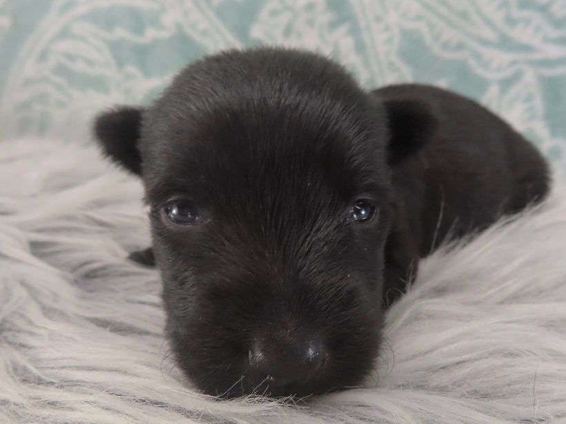 Dewdrop 3wk 1