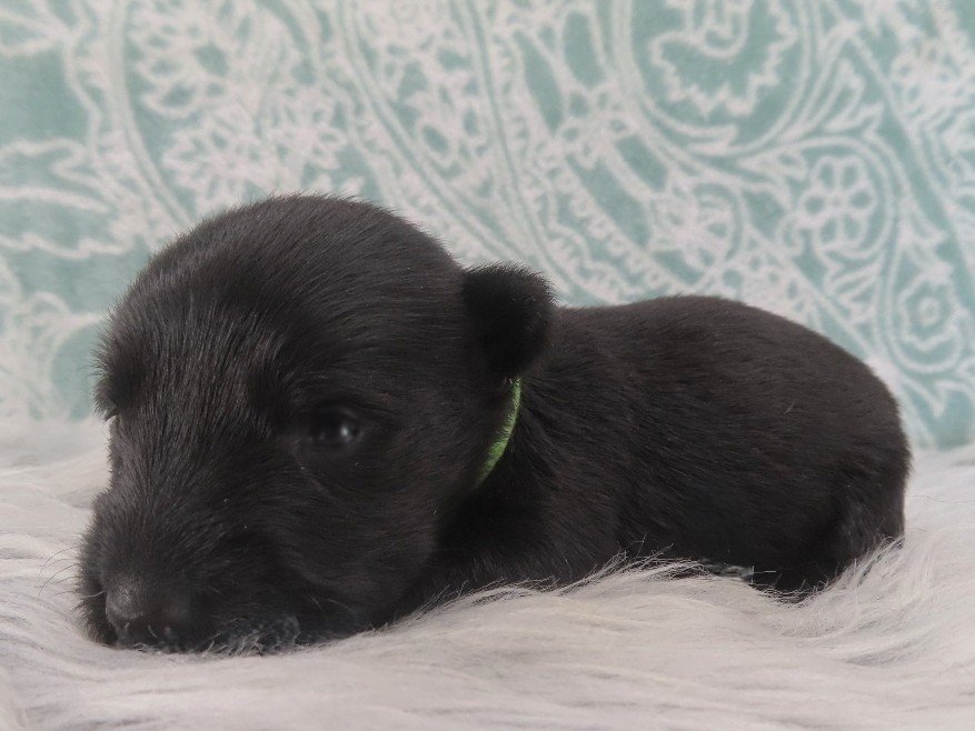 Dewdrop 3wk 2