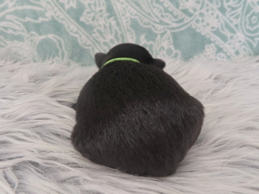 Dewdrop 3wk 3