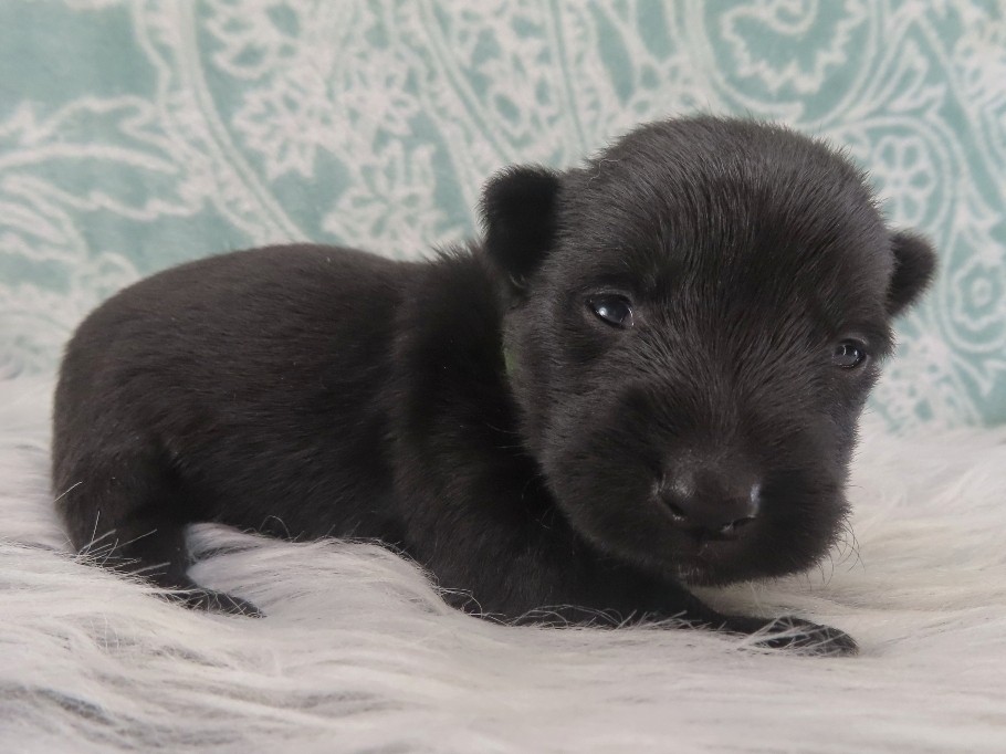 Dewdrop 3wk 4